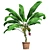 Tropical Delight: Banana Plant with Pot 3D model small image 2