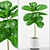 Fiddle-Leaf Fig Tree 3D Model 3D model small image 2