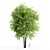 Corona Ash Tree: Elegant 3-Trunk Fraxinus 3D model small image 1