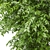 Corona Ash Tree: Elegant 3-Trunk Fraxinus 3D model small image 4