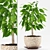 Ficus Benjamina Plants: Max 2012 & FBX-file 3D model small image 1