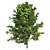  Pristine American Holly Shrub 3D model small image 1