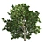  Pristine American Holly Shrub 3D model small image 2