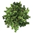  Pristine American Holly Shrub 3D model small image 4