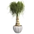 Succulent Beauty: Ponytail Palm 3D model small image 1