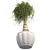 Succulent Beauty: Ponytail Palm 3D model small image 3