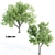 Towering Ash Trees - 12 & 13m 3D model small image 1