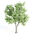 Towering Ash Trees - 12 & 13m 3D model small image 2