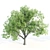 Towering Ash Trees - 12 & 13m 3D model small image 3