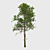 Title: Elegant White Birch Tree 3D model small image 1