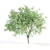 Velvet Mesquite Tree: 4.5-5.5m Height 3D model small image 5