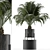 Exotic Palm Tree: House Plant 31 3D model small image 1