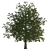 Seasonal Oak Tree: Summer & Autumn 3D model small image 2