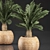 Tropical Exotic Collection: Cycas Palms & Indoor Plants 3D model small image 3