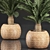 Tropical Exotic Collection: Cycas Palms & Indoor Plants 3D model small image 4