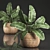 Exotic Indoor Plant Collection 3D model small image 1