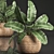 Exotic Indoor Plant Collection 3D model small image 4