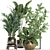 Exotic Plant Collection: Ficus, Palm, Banana 3D model small image 1