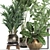 Exotic Plant Collection: Ficus, Palm, Banana 3D model small image 4