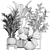 Exotic Plant Collection: Ficus, Palm, Banana 3D model small image 5