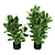 Ficus pandurata: Lush Green Pot Accent 3D model small image 1