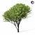 Tall Maple Tree 9S 3D model small image 2