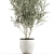 Exotic Olive Tree in White Pot 3D model small image 2