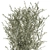 Exotic Olive Tree in White Pot 3D model small image 3