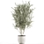 Exotic Olive Tree in White Pot 3D model small image 4