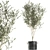 Exotic Olive Tree in Black Vase: Decorative Interior Plant 3D model small image 2
