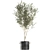 Exotic Olive Tree in Black Vase: Decorative Interior Plant 3D model small image 3