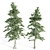 Tall and Sturdy Pines, 7-12m 3D model small image 2