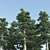 Tall and Sturdy Pines, 7-12m 3D model small image 4