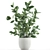 Exotic Indoor Ficus Plant Collection 3D model small image 3