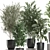Tropical Plant Collection: Olive, Bamboo, Ficus 3D model small image 3