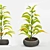 Tropical Foliage: Chinese Evergreens 3D model small image 1