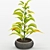 Tropical Foliage: Chinese Evergreens 3D model small image 2