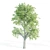 Tall Tree Set: 9m-14m Height 3D model small image 3