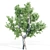 Tall Tree Set: 9m-14m Height 3D model small image 4