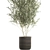 Exotic Olive Tree in Rattan Basket 3D model small image 2