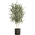 Exotic Olive Tree in Rattan Basket 3D model small image 3