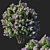 Vintage Syringa Bush 03 3D model small image 1