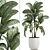 Exotic Dieffenbachia Plant in White Vase 3D model small image 1