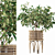 Ficus Benjamina 02 - 3D Plant Collection 3D model small image 1