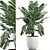 Exotic Chamaedorea: White Pot Palms 3D model small image 1