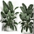 Exotic Corner Plant Collection 3D model small image 5