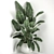 Exotic Corner Plant Collection 3D model small image 1