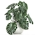 Monstera Plant | White Vase | Exotic Indoor Plant 3D model small image 1
