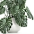 Monstera Plant | White Vase | Exotic Indoor Plant 3D model small image 3