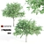 Tall and Graceful: 8.4m and 9.6m Magnolia Trees 3D model small image 1